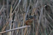 Blauet (Alcedo athis) 2de2