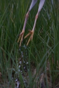 Martinet ros (Ardeola ralloides)