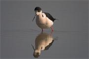 Cames llargues (Himantopus himantopus)