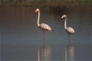 Flamencs (Phoenicopterus roseus)