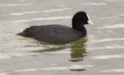 Fotja (Fulica atra)