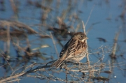 Repicatalons (Emberiza schoeniclus)