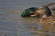 Ànec Collverd (Anas platyrhynchos)