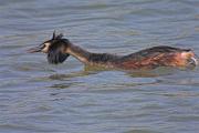 Cabussó emplomallat (Podiceps cristatus)