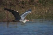 Bernat pescaire (Ardea cinerea)