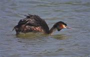 Cabussó emplomallat (Podiceps cristatus)