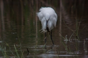 Martinet blanc (Egretta garzetta)