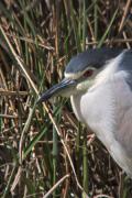 Martinet de nit ( Nycticorax nycticorax)