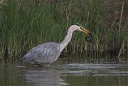 Bernat pescaire (Ardea cinerea)