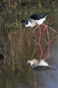 Cames llargues (Himantopus himantopus)