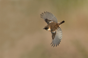 Tarabilla común (Saxicola torquata)