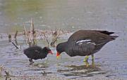 Polla d'aigua (Gallinula chloropus)