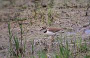 Corriol  petit (Charadrius dubius)