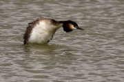 Cabussó emplomallat (Podiceps cristatus)