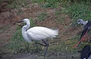 Martinet blanc (Egretta garzetta) 1de3