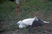 Martinet blanc (Egretta garzetta) 3de3