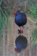 Polla blava (Porphyrio porphyrio)