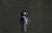 Cabussó emplomallat (Podiceps cristatus)