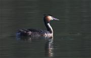 Cabussó emplomallat (Podiceps cristatus)