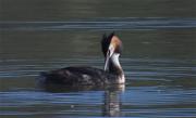 Cabussó emplomallat (Podiceps cristatus)