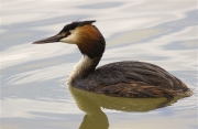 Cabussó emplomallat (Podiceps cristatus)