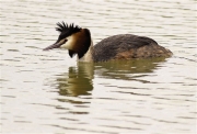 Cabussó emplomallat (Podiceps cristatus)