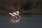 Flamencs (Phoenicopterus roseus)