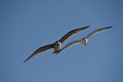 Gavians argentats  (Larus michaellis)