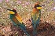 Abellerol (Merops apiaster)