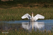 Nidificants del PNAE: Cigne Mut