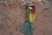 Abellerol (Merops apiaster)