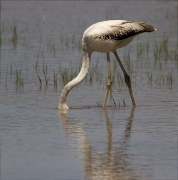 Jove de Flamenc (Phoenicopterus ruber)