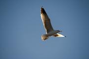 Gavia argentat (Larus michaellis)