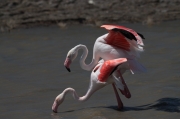 Flamenc, flamenco, Phoenicopterus ruber