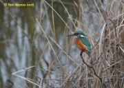 Blauet (Alcedo atthis)