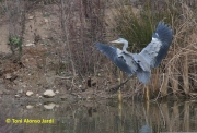 Bernat pescaire (Ardea cinerea)