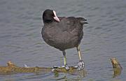 Fotja vulgar (Fulica atra)