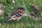 Ocells de La Garrotxa: Pinsà Comú