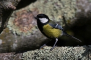 Ocells de La Garrotxa: Mallerenga Carbonera