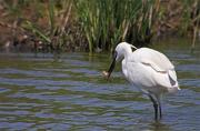 Martinet blanc (Egretta garzetta)