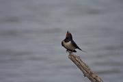 Oreneta vulgar (Hirundo rustica)