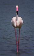 Flamenc (Phoenicopterus roseus)