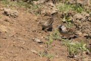 Parella de Pardal comú (Paser domesticus)