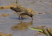 Gamba roja vulgar (Tringa totanus)