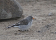 Pardal d'ala blanca (Montifringilla nivalis)