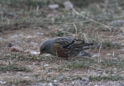 Cercavores (Prunella collaris)