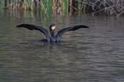 Corb marí gros (Phalacrocorax carbo) 4de4