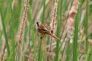 Mallerenga de bigotis 2.Panurus biarmicus