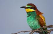 Abellerol (Merops apiaster)