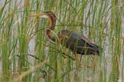 Agró roig. Ardea purpurea.